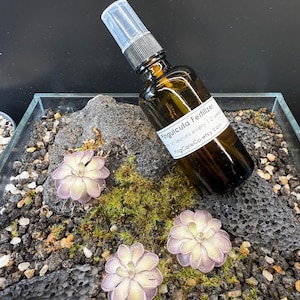 May include: A small terrarium with a dark amber spray bottle labeled "Pinguicula Fertilizer" and three pale purple and green Pinguicula flowers. The terrarium contains moss, small rocks, and a dark gray rock.