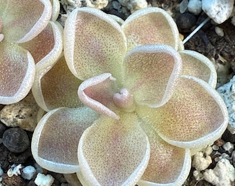 Pinguicula Ehlersiae x &quot;Mighty Mouse&quot; | Fungus Gnat Catcher | Live Carnivorous Plant (Butterwort)