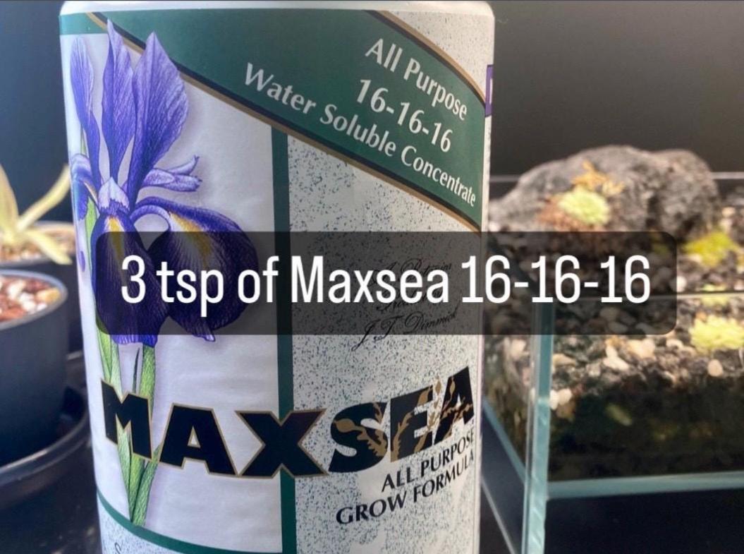 Maxsea 16-16-16 Carnivorous Plant Water-Soluble Fertilizer/Food (Makes 12  Gallons)