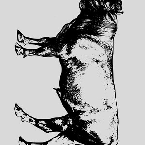 Bull