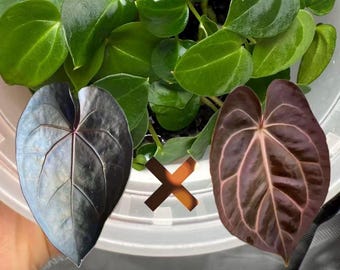 Anthurium Ace of Purple × Carlablackiae WU1 (Selfed) | Rare Round & Dark Foliage Hybrid | Try-Me