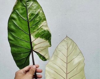 Alocasia Black Stem Albo Variegated Pups | Half Moon Mother | Stable Variagation | Try-Me