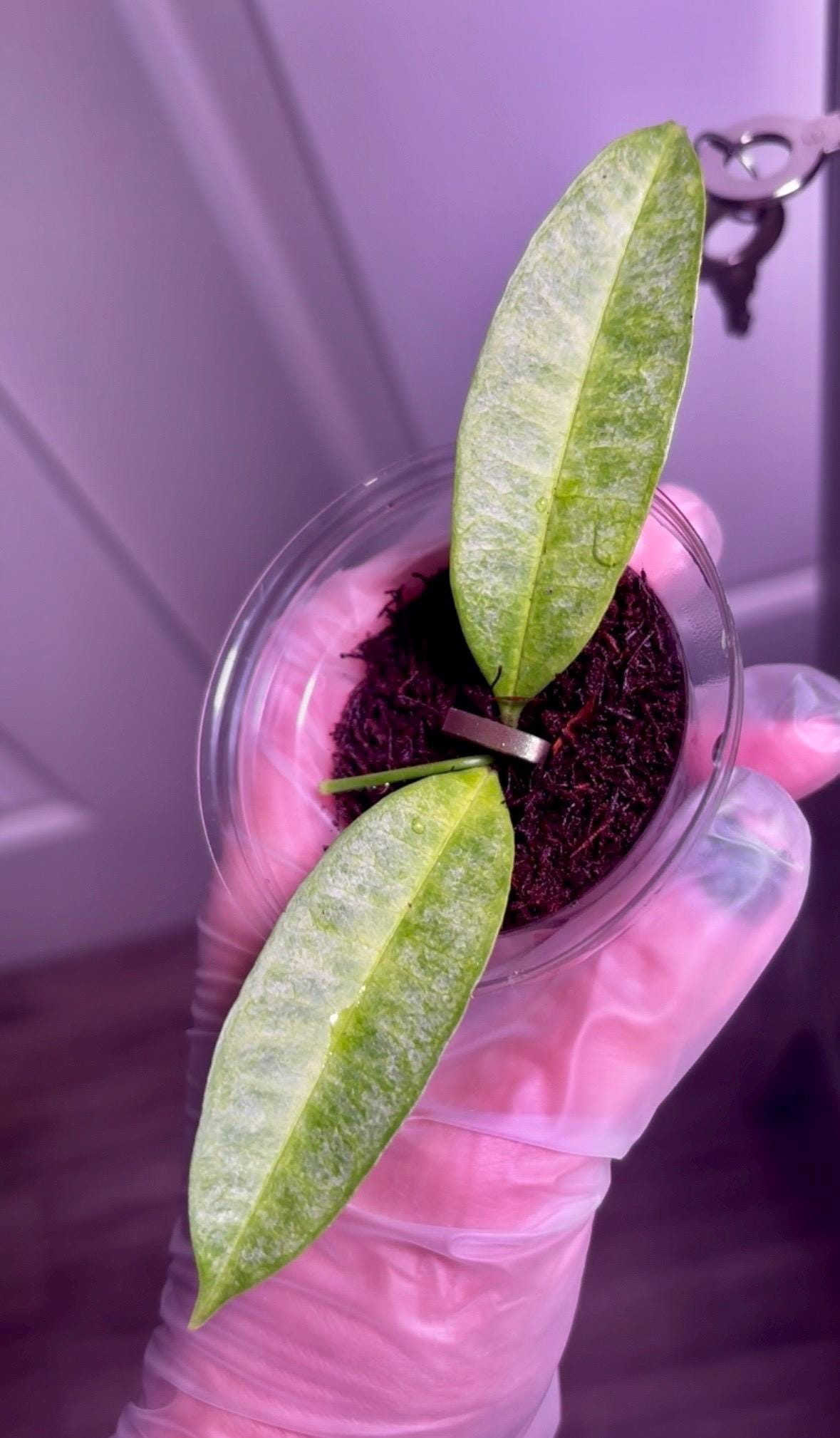 Hoya Irisae Silver | Rare Collector Hoya | First Offered in US