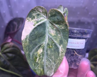 Anthurium Megatron × RC Variegated Hybrid | Half Moon | Silver Vein | Extremely Rare | Challenge