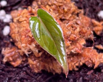 Anthurium antolakii ('BVEP') | Try-Me