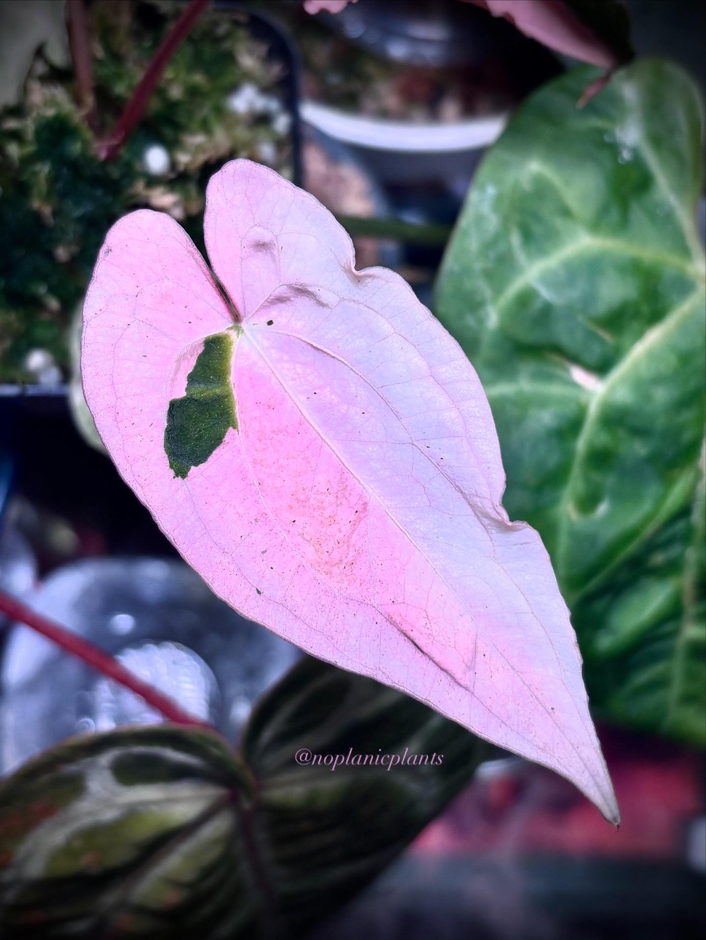 Anthurium Red Vein Dark Phoenix (RVDP) X Carlablackiae Variegated