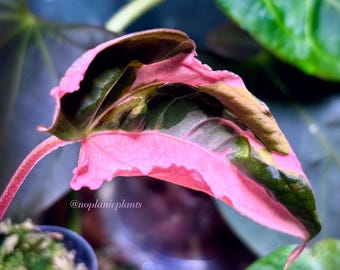 Anthurium Red Vein Dark Phoenix (RVDP) x Carlablackiae Variegated | Well Rooted Bottom or Top Cut | NEW GROWTH | Hot Pink Emergent | Try-Me