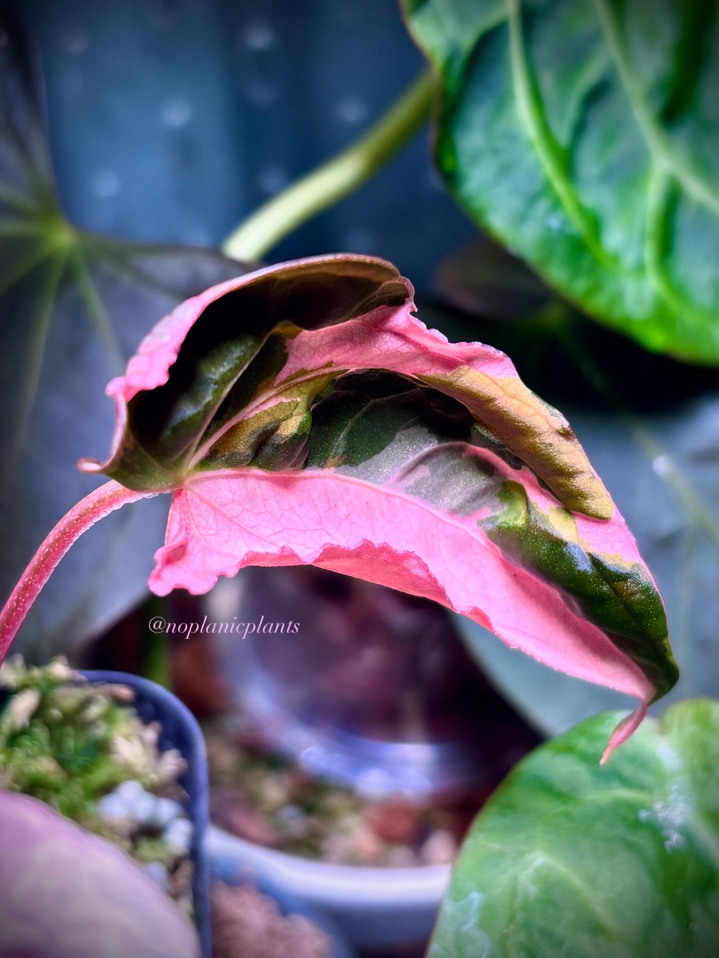 Anthurium Red Vein Dark Phoenix - Etsy