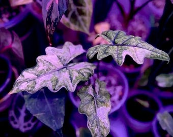 Alocasia Jacklyn Mystic Variegated Corms and Newly Added Pup | Albo and Aurea | High Variegation | Super Rare | Exotic Plant | Challenge