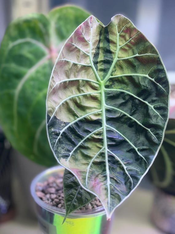 Pre-order | Alocasia Watsoniana (doff) Pink Variegated Corm | Rare