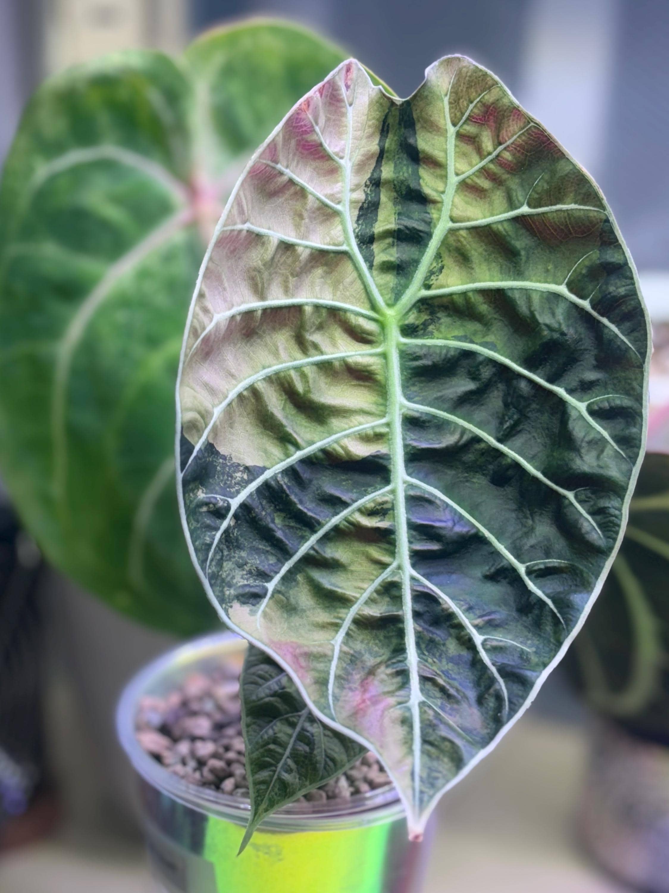 Alocasia Watsoniana (doff) Pink Variegated Pups | Rare Velvet Aroid | High Variegation | Try-Me
