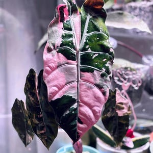 May include: A close-up of an Alocasia plant with a large, split leaf. One half is vibrant pink, the other is dark green with white speckles. The plant is in a light blue pot with white pebbles.