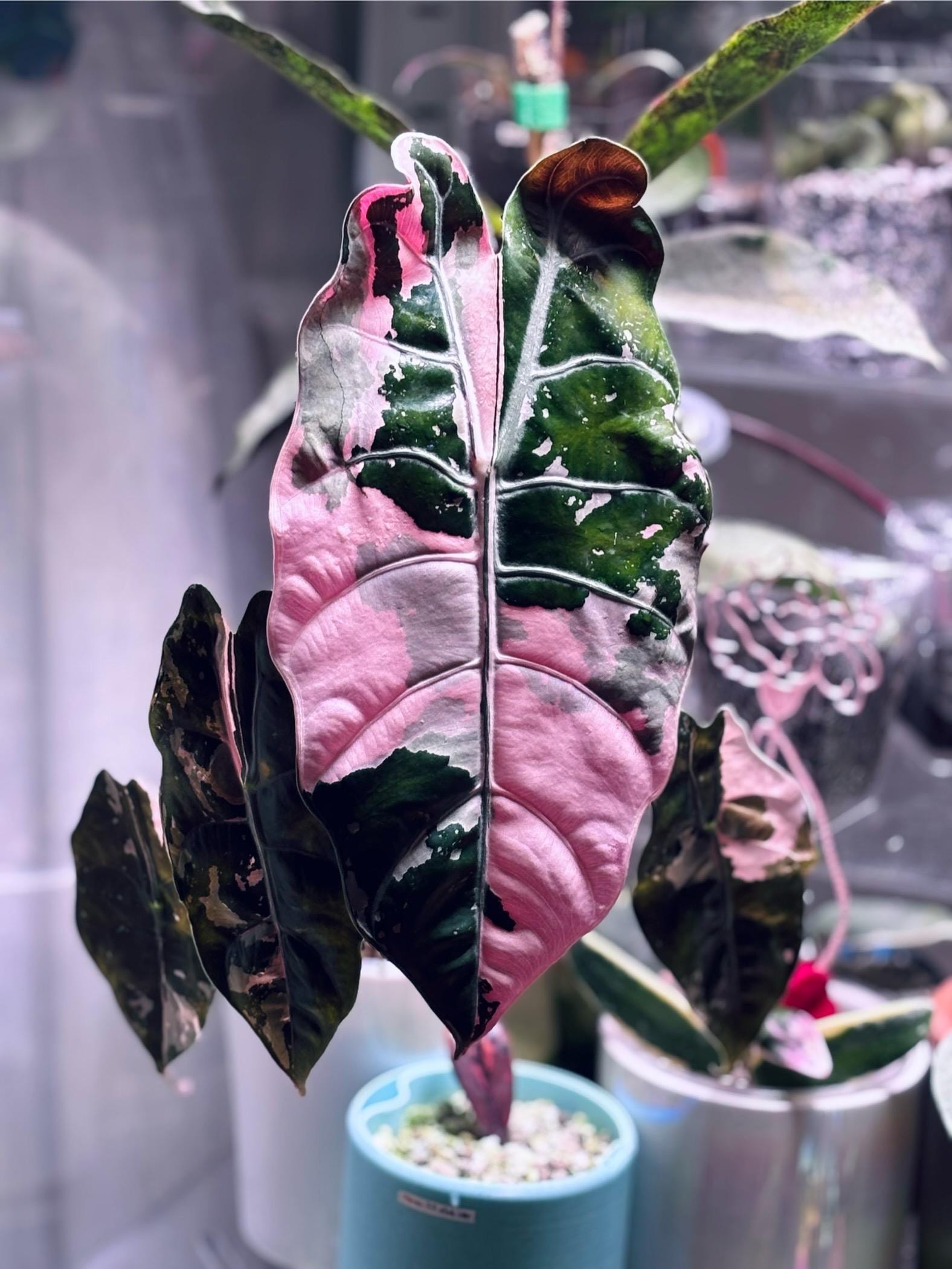 Alocasia Cuprea Pink Albo - Etsy