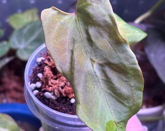 Anthurium Papillilaminum, (fs Self) X (rl Self) - 2x