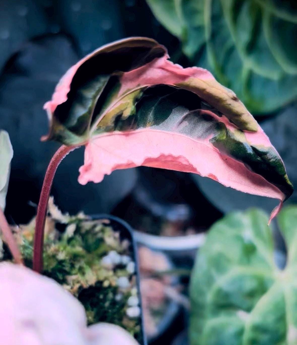 Anthurium Red Vein Dark Phoenix (RVDP) X Carlablackiae Variegated