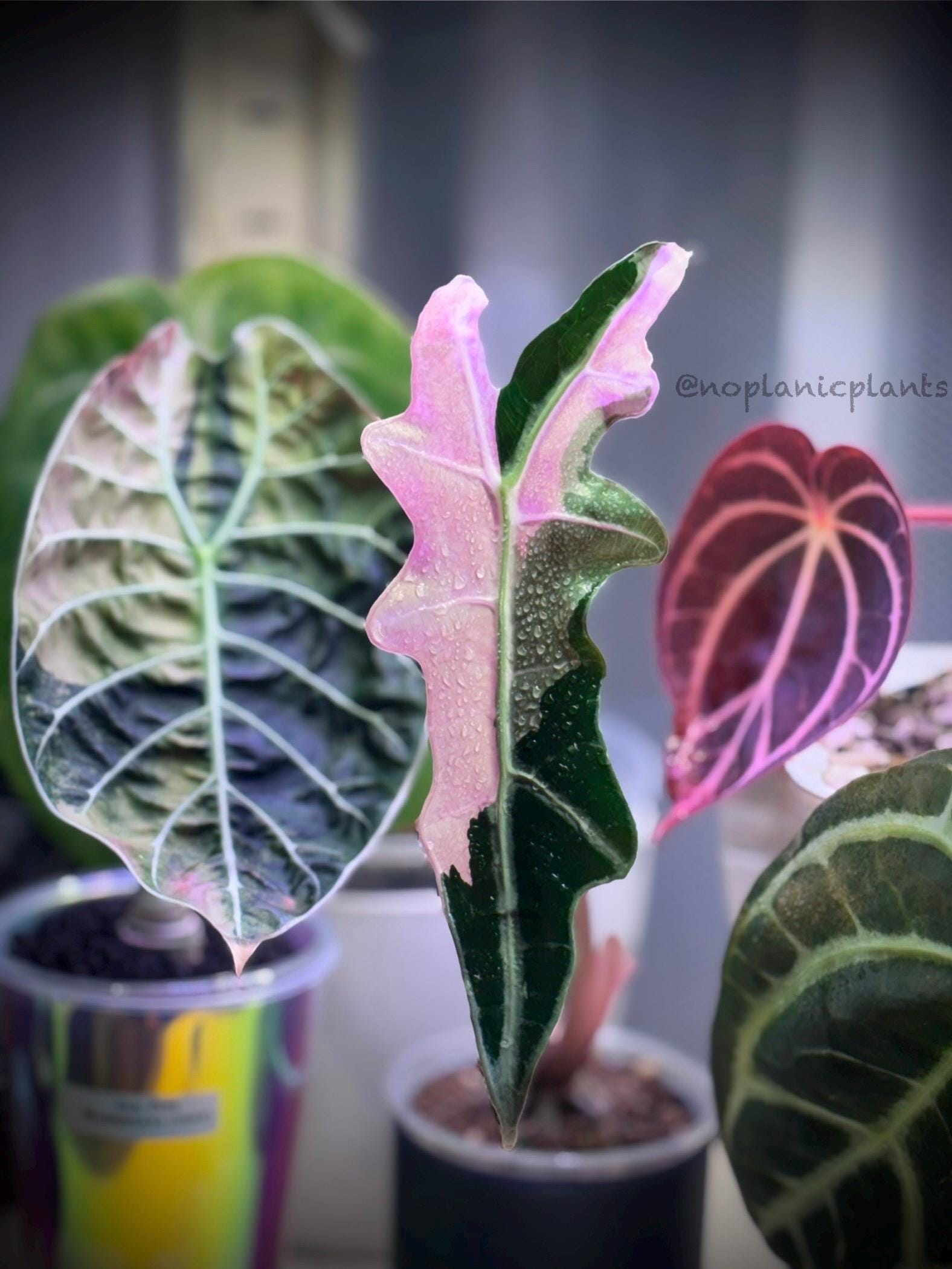 Alocasia Nobilis Pink Variegated - Etsy