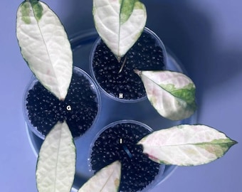 Pre-Order – Ready October | Hoya Crassipetiolata Variegated Rooted Cuttings | Free Shipping | Try-Me