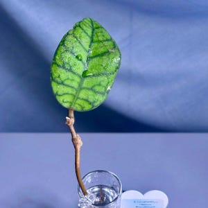 Hoya Callistophylla Obsidian Cutting | Rare Easy Hoya Plant | Turtle-Shell Leaf Pattern | Water Rooted & Ready to Pot | Easygoing