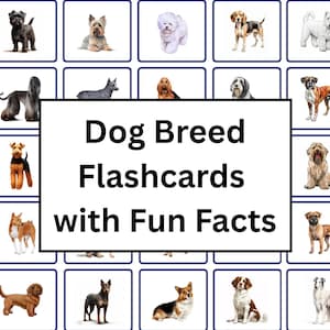 Flashcards amusants sur les chiens | Découvrez plus de 120 races de chiens différentes | Faits amusants sur les chiens | Apprenez des faits amusants et des noms de chien | Apprenez les races de chiens du monde