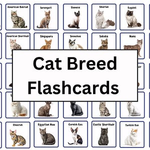 Flashcards de race de chat | 45 races de chats différentes à découvrir | Faits amusants sur les chats | Décoration pour refuge pour animaux | Découvrez les races de chats du monde