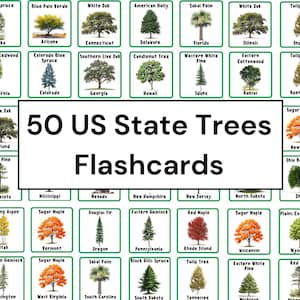 50 Flashcards de Árvores dos Estados Unidos | Aprenda sobre as Árvores dos Estados Unidos da América | Curiosidades Americanas, Auxílio de Aprendizagem | 50 Árvores dos Estados Unidos | árvores