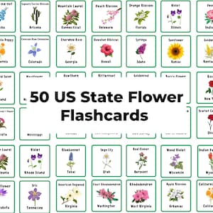 Puede incluir: Un conjunto de 50 tarjetas didácticas con las flores estatales de los Estados Unidos. Cada tarjeta tiene un borde verde y un fondo blanco con una ilustración colorida de la flor y el nombre del estado.