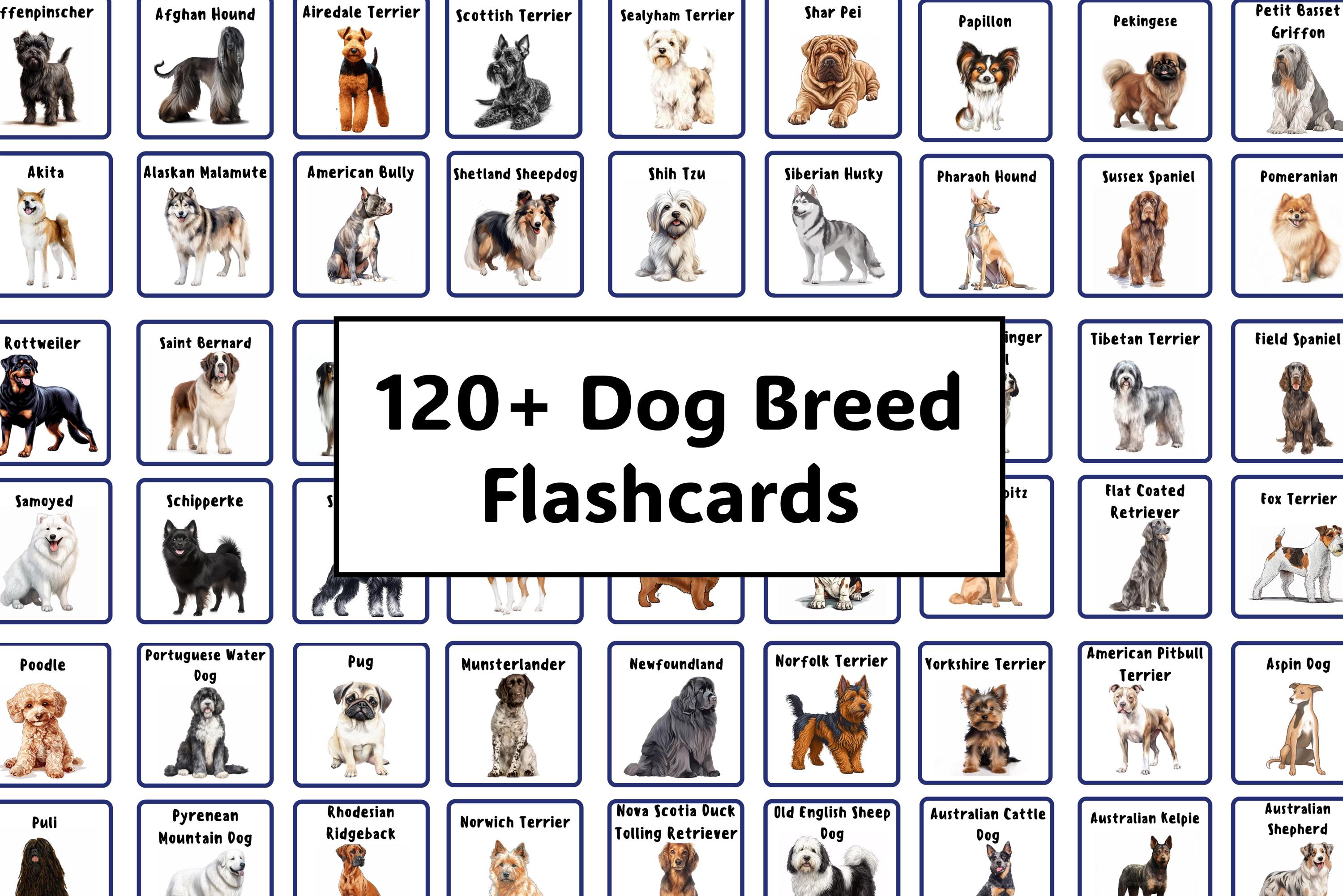 120種類以上の犬種フラッシュカード | 世界の犬種を学ぶ | 犬の