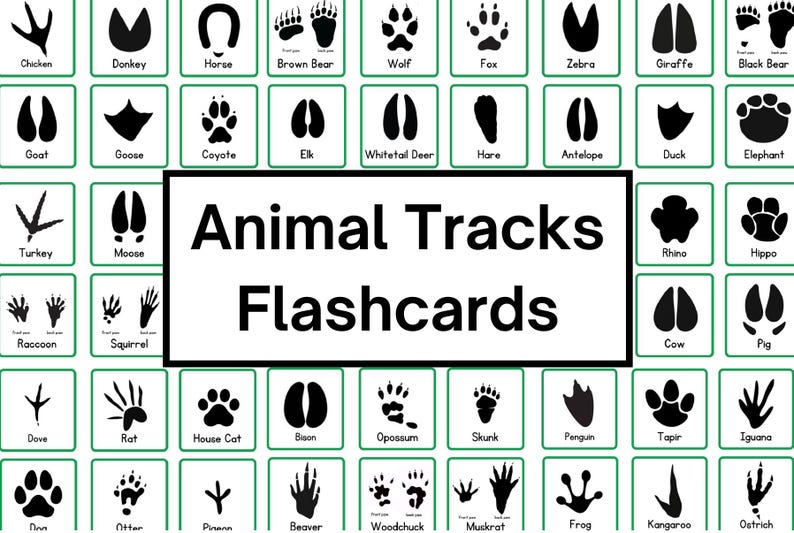 Animal Tracks Flashcards | Animal Paw Prints | Learn the Tracks Left by ...