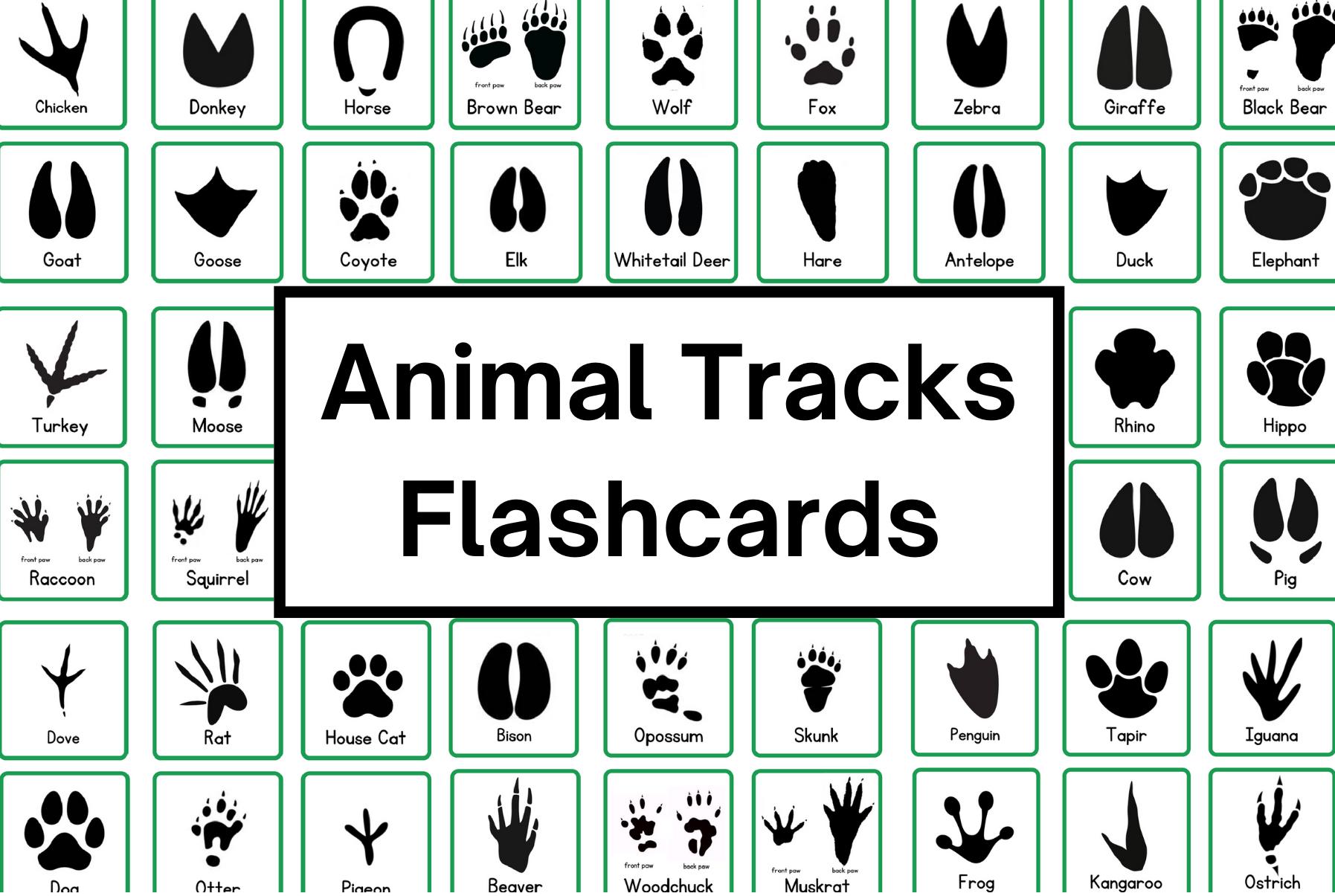 Animal Tracks Flashcards | Animal Paw Prints | Learn the tracks left by Animals | Wilderness Exploration Guide | Animals in the Wild Guide