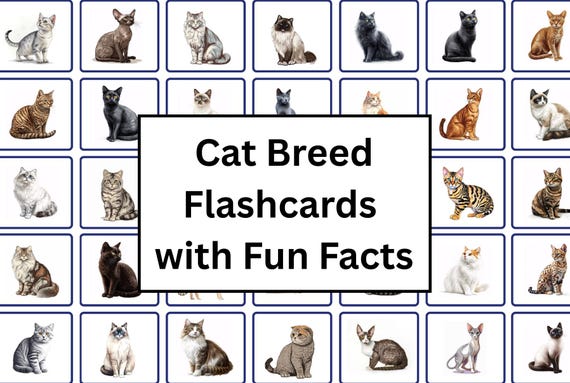 Cat Fun Fact Flashcards | Learn 45 Different Cat Breeds | Cat Fun