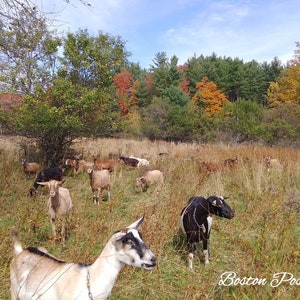 May include: A herd of goats graze in a field with a backdrop of fall foliage. The goats are various shades of brown, white, and black. The text "Boston Post Dairy Farm" is visible in the lower right corner of the image.