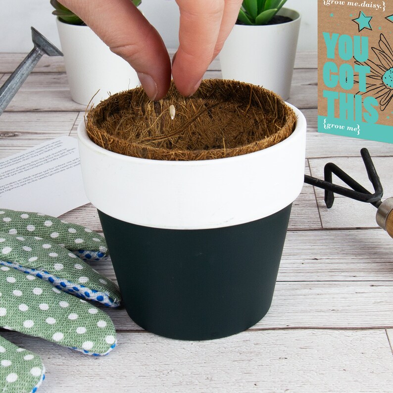 May include: A person planting a seed in a black and white pot. The pot has a coconut coir disk inside. The text on the card says "You Got This" and "Grow Me Daisy".