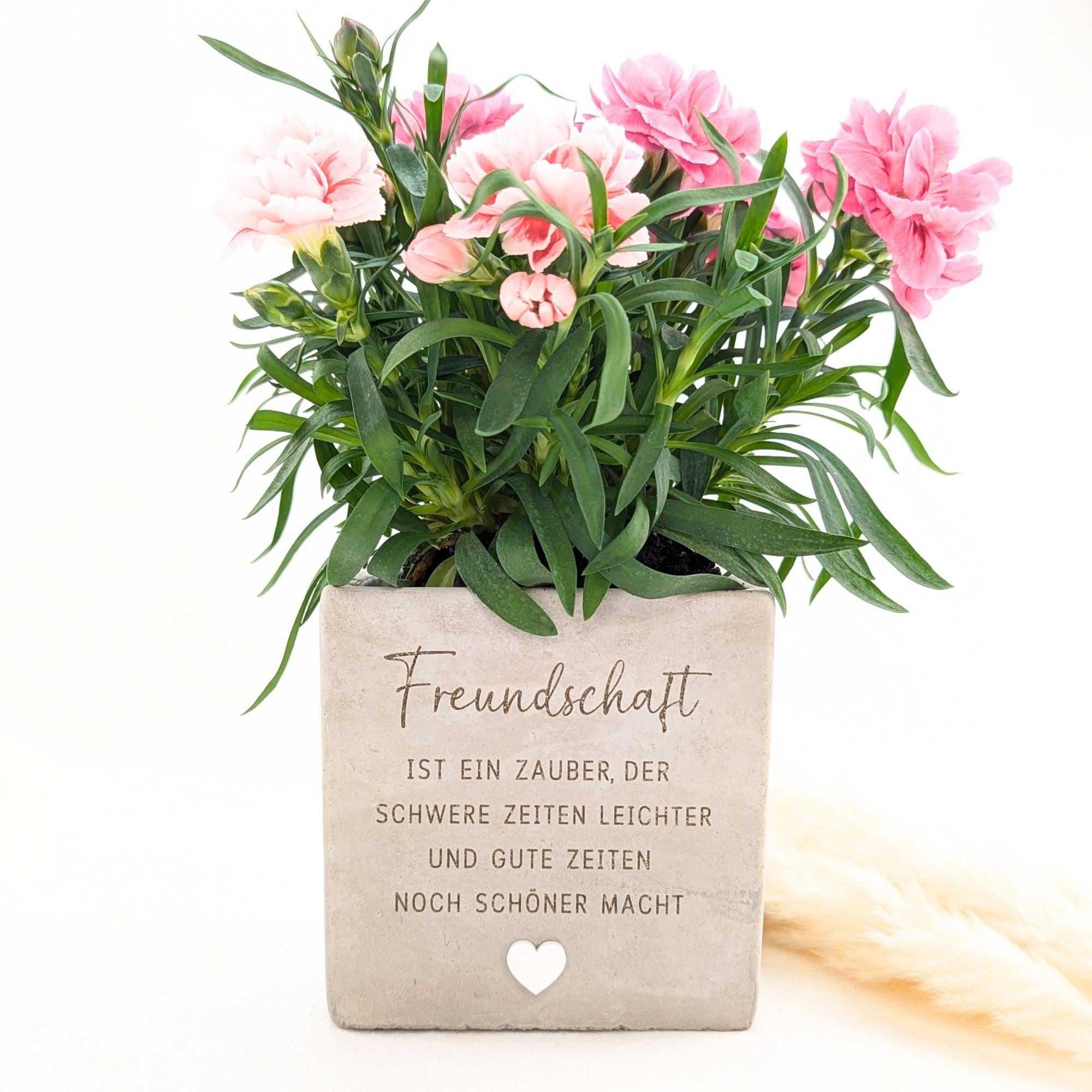 Freundschaft pflanze - Etsy.de