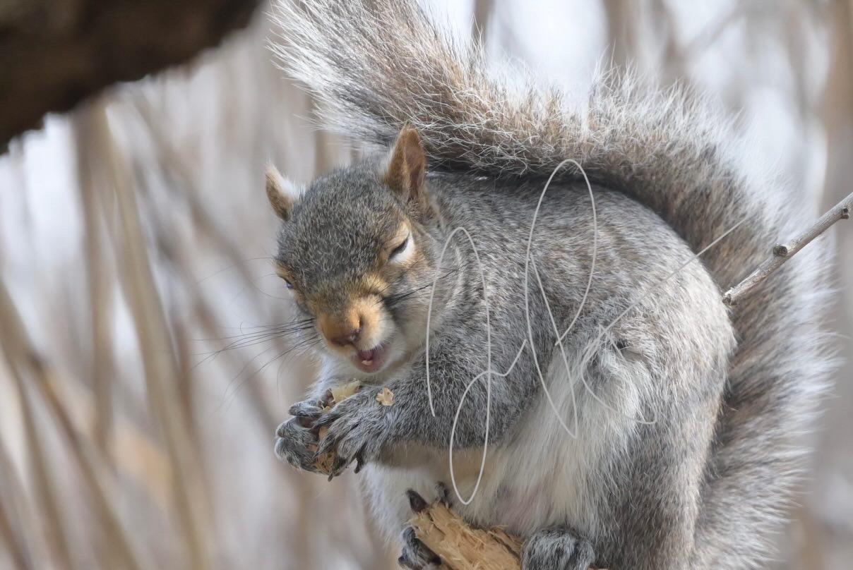 Funny Grey Squirrel Digital Print- Cute Wildlife Wall Art- Squirrel ...
