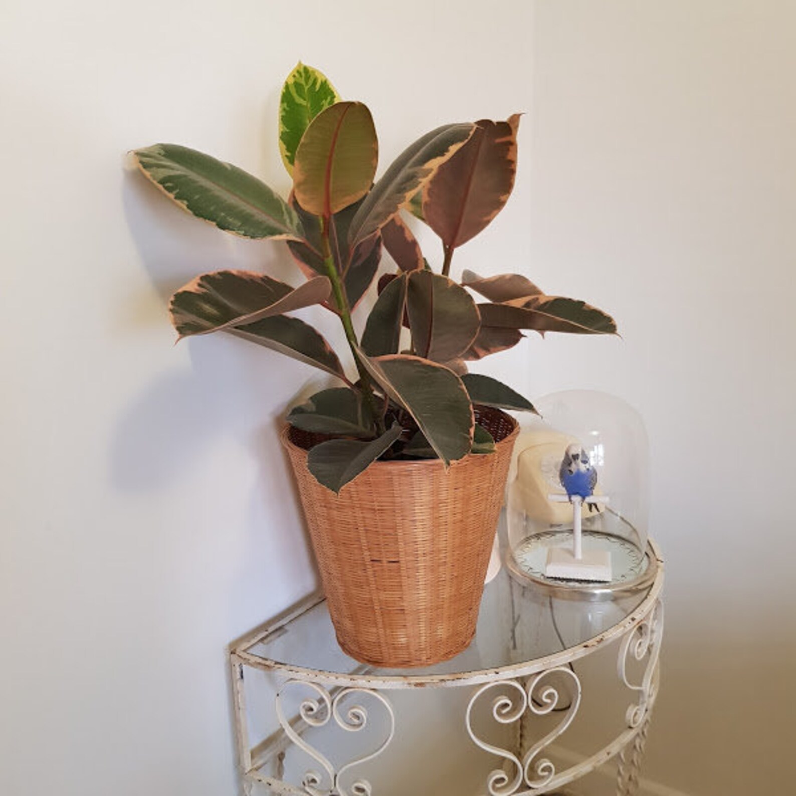 Retro Large Cane Pot Plant Holder Original 1970's Recycle Etsy