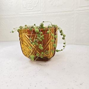 May include: An amber glass planter with a geometric design, holding a String of Pearls plant. The plant has small, round, green leaves that trail over the sides of the planter. The planter is a decorative item, suitable for indoor use.