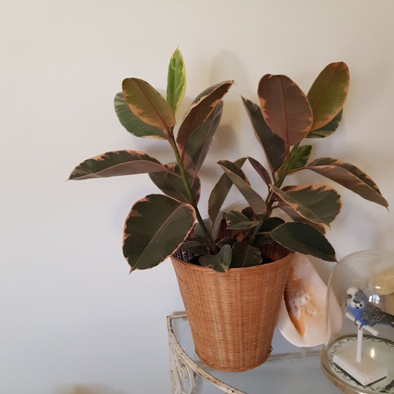 Retro Large Cane Pot Plant Holder Original 1970's Recycle Etsy