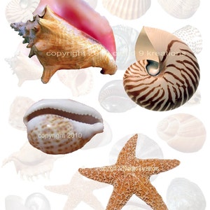 Seashells Digital Collage Sheet