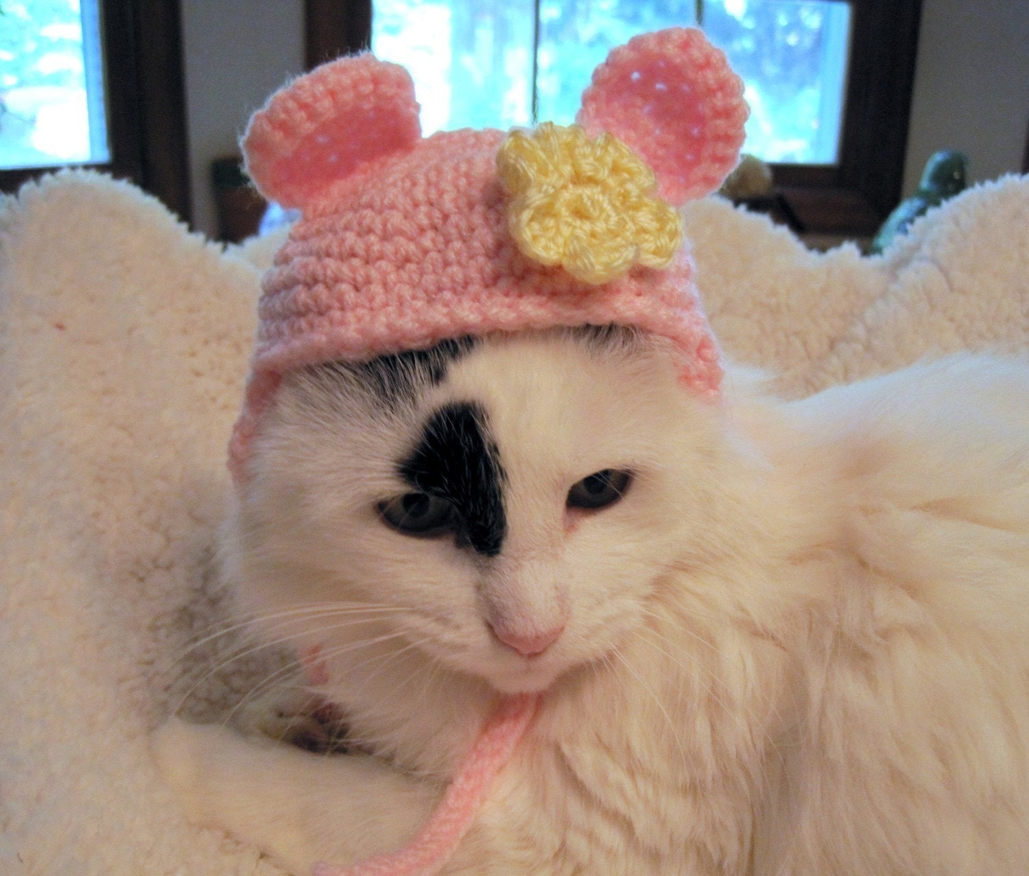 Bear Hat for Cats Costume for Cats Pet Clothing Pet Hat Etsy Australia