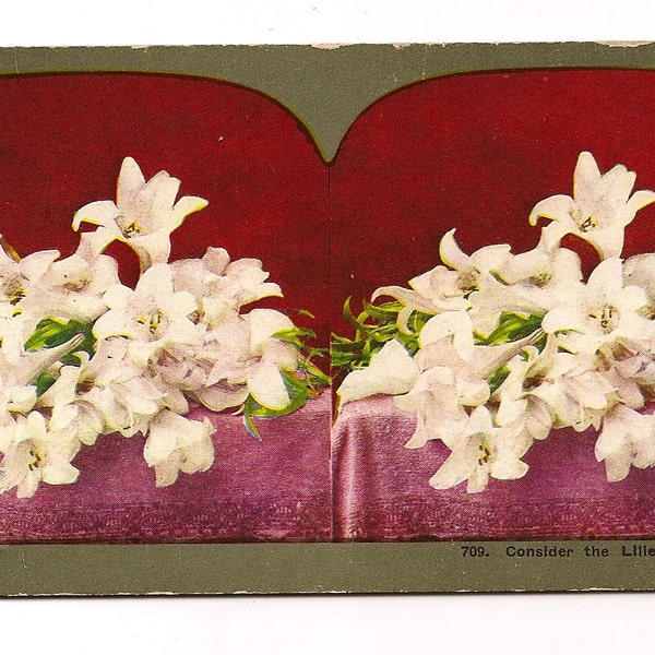 Stereo View Photograph Consider the Lilies Floral Arrangement