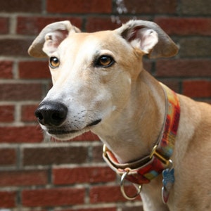 Jane Walker's Celtic Brown on Tan Martingale Collar image 3