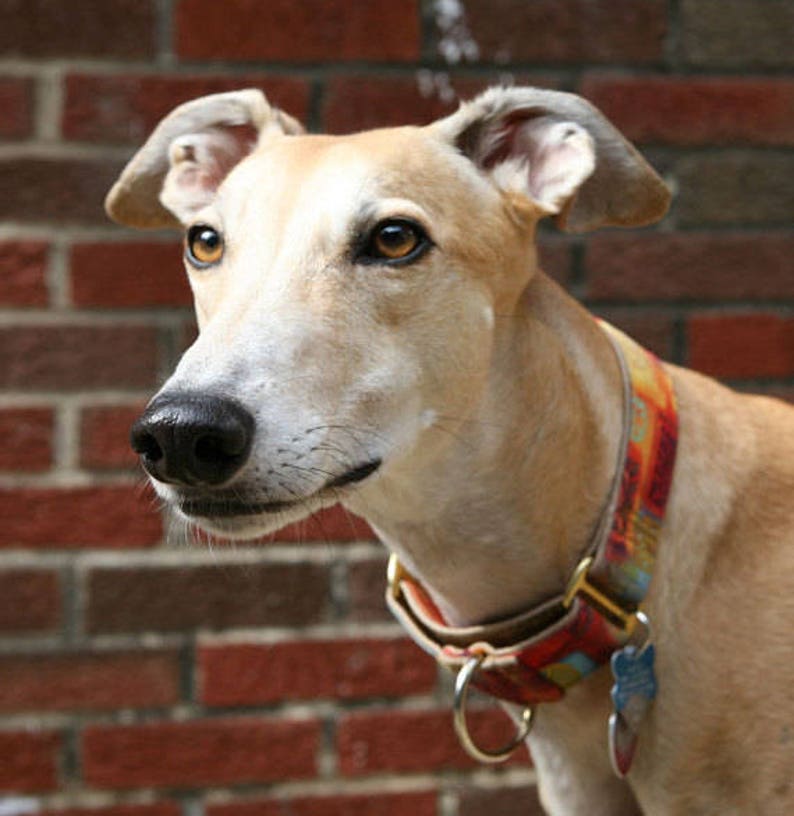 Bandana Print Martingale Collar image 4