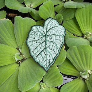 May include: A green embroidered patch of a leaf with a white outline. The patch is on top of a bed of green leaves.