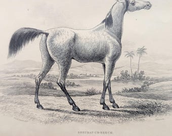 Antique Arabian horse print, 1840s lithograph Shrubat-Ur-Reech, David Low livestock series, matted