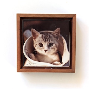 Vintage Kätzchen Fotografie: W. Von Seifert 1970s gerahmte Wandkunst