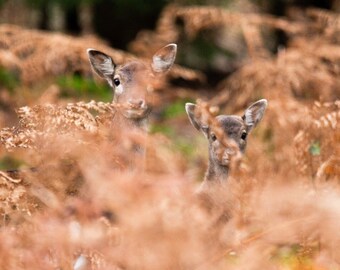 Autumn Deer Wall Art Print | Moody Woodland Nature Decor | Large Framed Stag Photography, Housewarming Gift