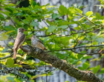 Bird Nursery Wall Art Print | Woodland Green Cottagecore Decor | Large Framed Flycatcher Photography, New Baby Gift