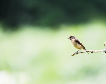 Bird Wall Art Print, Stonechat | Calming Meadow Cottagecore Decor | Large Framed Songbird Photography, Bird Lover Gift