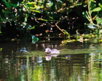 Grebe Chick Bird Wall Art | Moody Wetland Nursery Print, Dragonfly Nature Photography, Lake House Decor