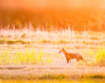 Fox Wall Art Print, Golden Meadow | Moody Woodland Farmhouse Decor | Large Framed Red Fox Photography, Animal Lover Gift
